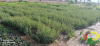 transport plants 3